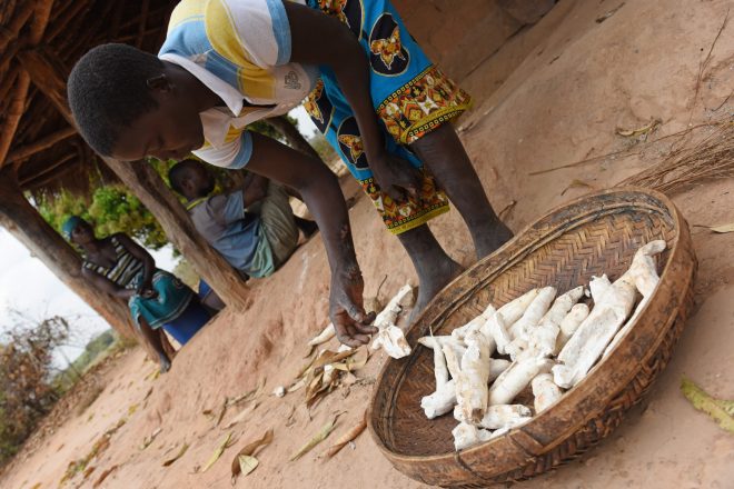 Lidia droogt cassave in de zon
